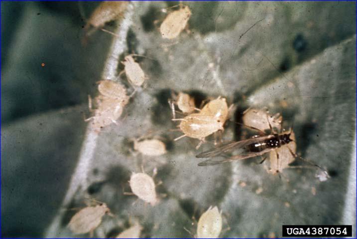 Myzus persicae, known as the green peach aphid, can attack solanaceous crops, cucurbits, sunflower, cabbage, okra, and mustard. It transmits viruses such as potato virus Y.