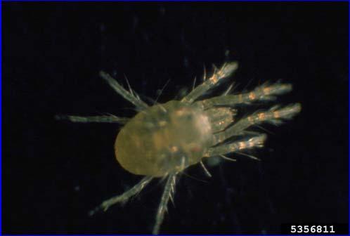 If webbing is observed, this is an indication that the spider mite is present and not other mites. Damage is caused by sucking sap from leaves.