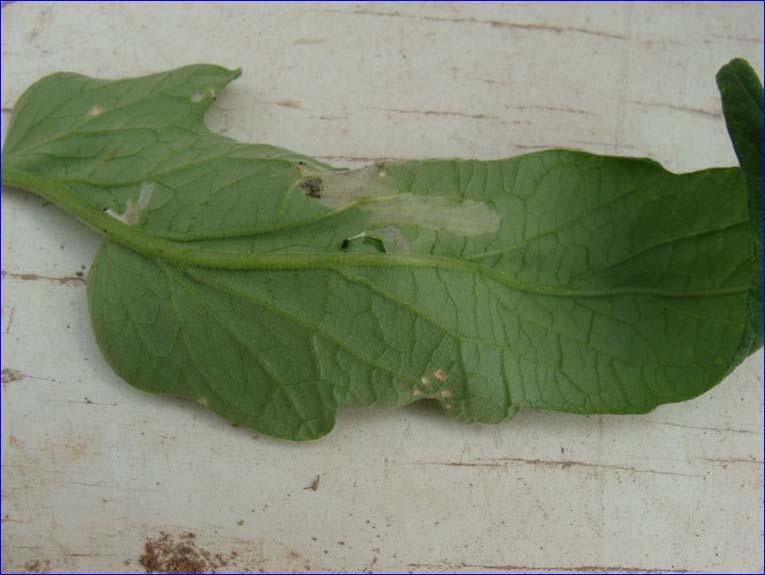 Leaf miner (Lyriomyza spp.