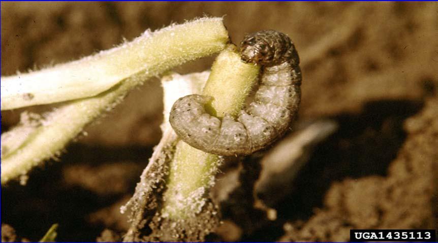 Cutworms (Agrotis spp., Feltia spp., Peridroma spp.) Cutworms are the larval stage of moths that hide in litter or soil and come at night to feed.