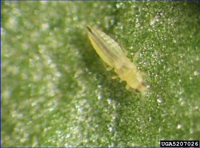 Thrips (Thrips tabaci, Scirtothrips dorsalis, others) Tiny and elongated, they are barely visible with the naked eye and tend to feed on new growth.