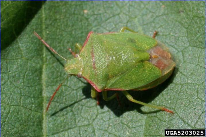 ) and southern green stink bug (Nezara viridula) may be found. The adults and immatures look similar. In the process can facilitate secondary pathogen attack.