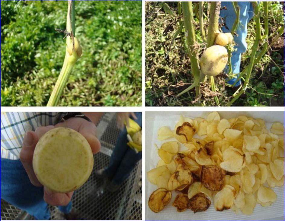 The entire plant can end up this way and growth stopped. On potatoes: If psyllid is present before tuber set, aerial tubers on the stolon will form.