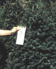 Douglas-fir. A nitrogen fertilizer trial on Douglas-fir Christmas trees in western Oregon and Washington (Bondi et al.