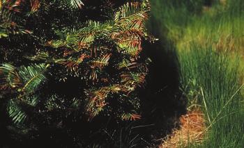 Appendix 1 Methods of nutrient application Nutrients can be supplied to Christmas trees by application to soil or to foliage. An explanation of the options follows.