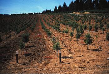 Christmas Tree Nutrient Management Guide for Western Oregon and Washington During the past 50 years, plantation Christmas tree production has grown in acreage and sophistication.