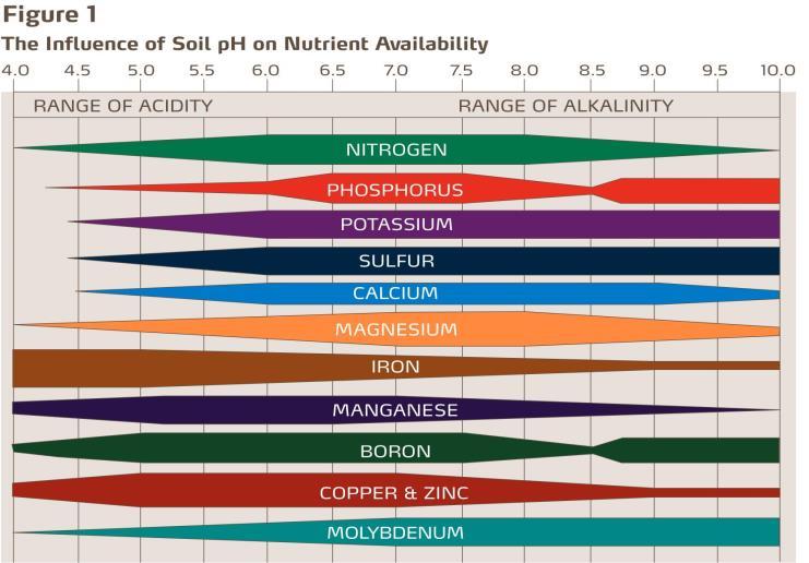 Critical levels for soil nutrient content Nutrient Unit Blueberry Caneberry Strawberry ph (2:1; in water) target: 4.5 to 5.5 5.6 to 6.5 5.4 to 6.