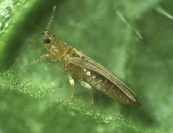 Aphids, leaf miner, mites Early