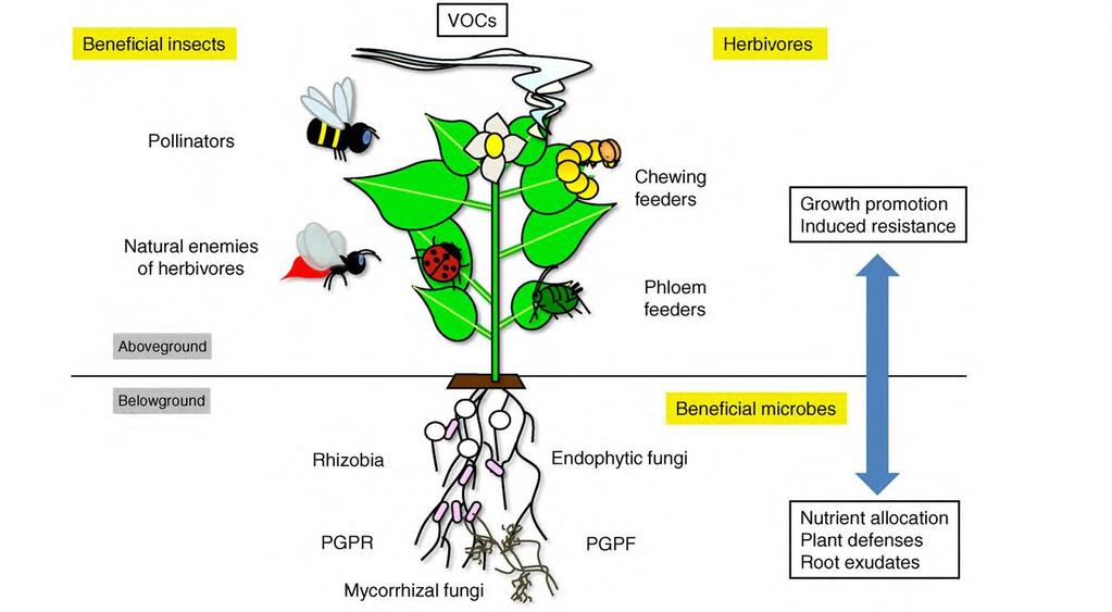 Plant factors induced resistance Pineda et