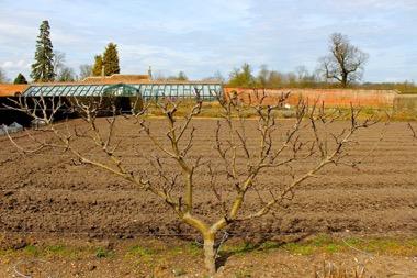 Wimpole Estate Kitchen Garden Walls are heated to keep peaches warm during frost, no expense