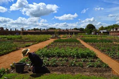 Hampton Court Kitchen Garden A fine example of a Royal kitchen garden, newly re-created The Palace was made legendary by