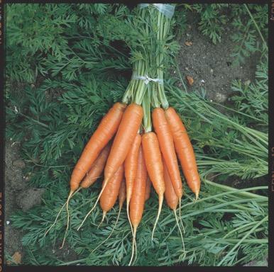 Carrot Early Nantes Extremely popular carrot variety Can even grow in troughs and