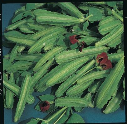 Asparagus Pea Ground cover plant with decorative, scarlet blooms Delicate flavour, similar to