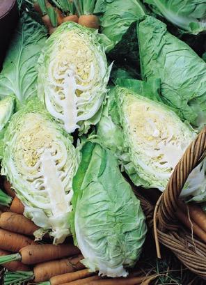 Cabbage Hispi Fast growing, producing a heart quickly A summer harvesting classic