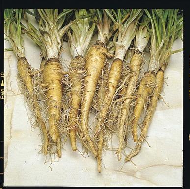 Salsify Uniquely flavoured root vegetable Combines the flavour of roast parsnip