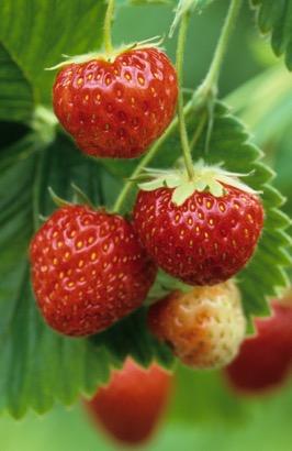 Strawberry Frau Milze Schindler Probably one of the best tasting strawberries in the world Most widely grown in