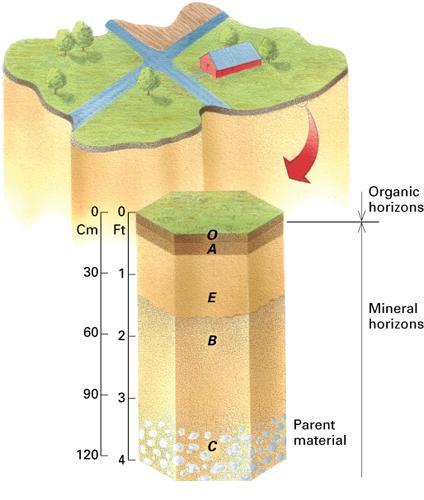 soil horizons are distinctive horizontal layers that differ in physical and chemical composition, organic content, or structure soil