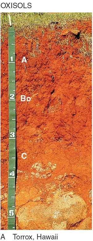 Oxisols: very old, highly weathered soils of low latitudes (tropics and equatorial) a subsurface