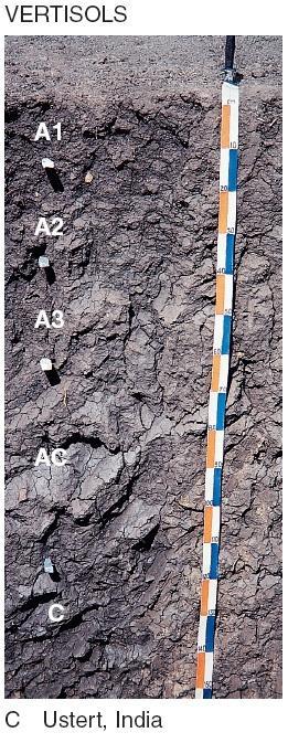 Vertisols: Soils of subtropical and tropical zones with high clay content and high base status