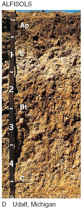 Alfisols: soils of humid
