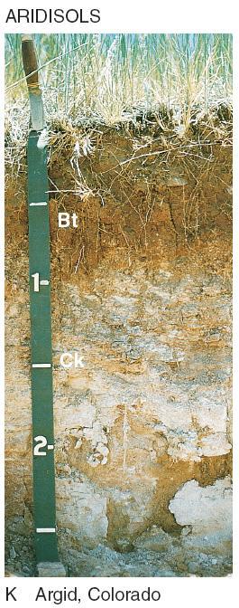 Aridisols: soils of dry climates, low in organic matter, often having subsurface
