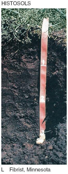 Histosols: soils with a thick upper layer very rich