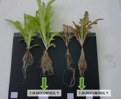 ASPERELLO Greens/Lettuce Sclerotinia sclerotiorum Root colonization Stimulation of plant growth Also in absence of pathogen 0,35 Area Under Disease