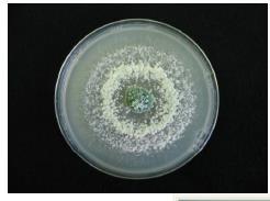 ASPERELLO Dry spores of