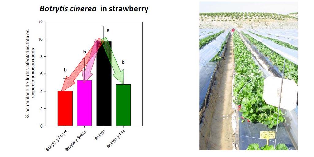 ASPERELLO Botrytis cinerea - Strawberries 12 % acumulado de frutos afectados totales respecto