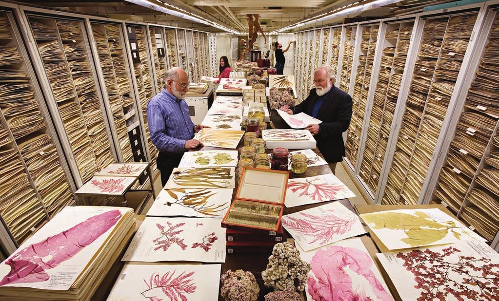 Herbarium Explorations Much more than collections of dead plants and fungi, herbaria are irreplaceable repositories of historical plant information vital to a wide variety of scientific applications.
