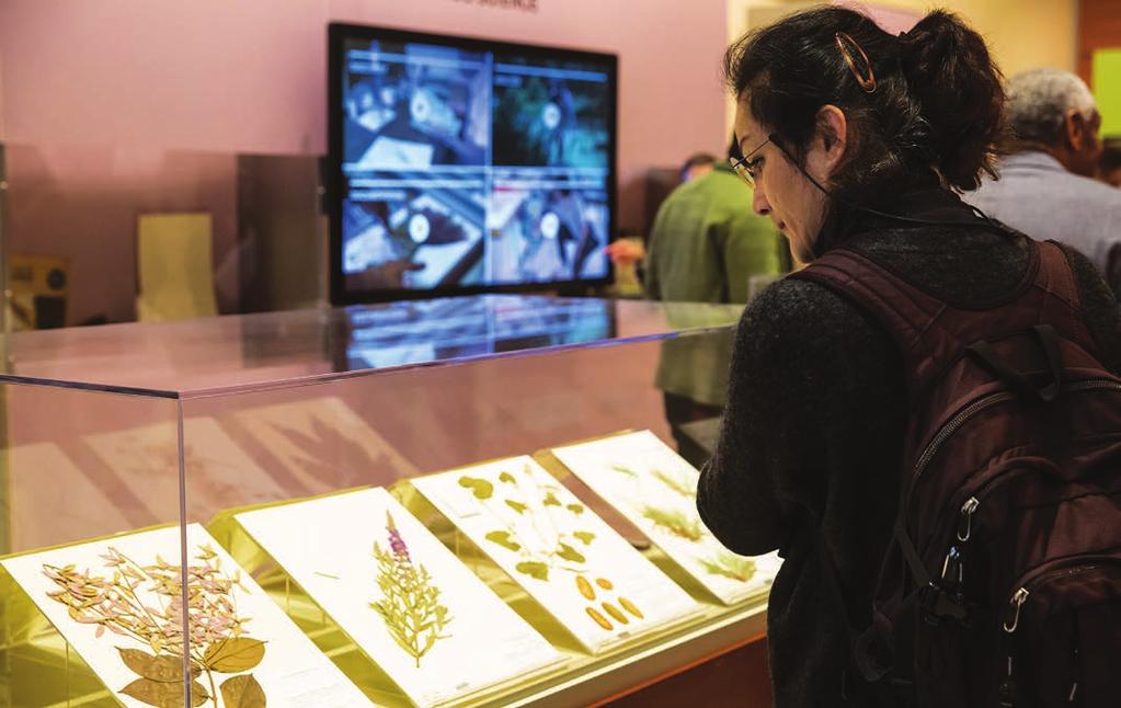 Visitors, below, enjoy browsing preserved specimens during a herbarium exhibit