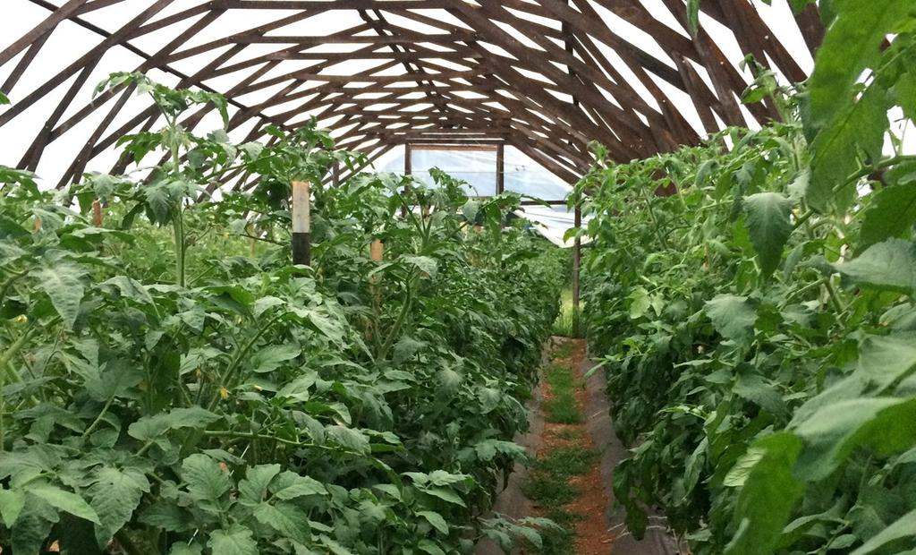 Seasonal High Tunnel Production: Organic Tomato Guide DEVELOPED BY The Carolina Farm Stewardship