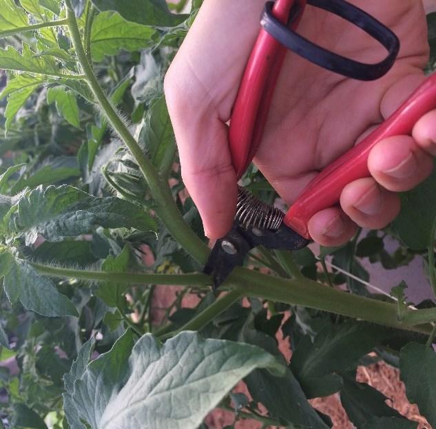 Wipe pruning shears or knives with sanitizer between each plant. Figure 6. Aphids on tomatoes leaves. Suckering Suckering tomato plants helps to control and direct growth.