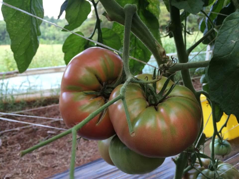 Figure 8. Brandywine tomatoes at the early to mid-breaker stage. Tomatoes can be harvested with the cap on or off, depending on buyer specifications.