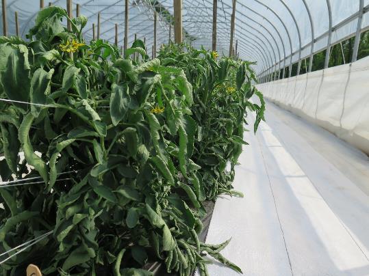 Greenhouse Floor Covering Without crop rotation, crop residue accumulates in