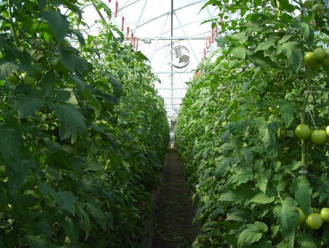 Ventilation to reduce disease pressure Ventilate high tunnels at night to replace humid air Cool temperatures may