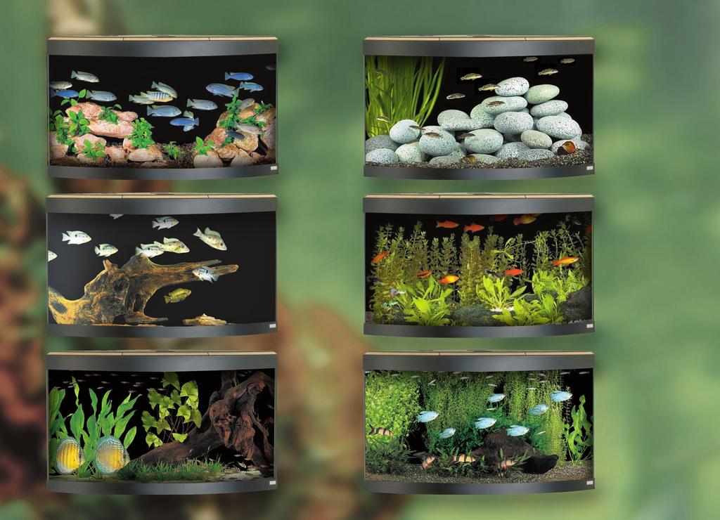 A minimal design with a few interesting rock shapes and a single fish species can make a stunningly simple display.