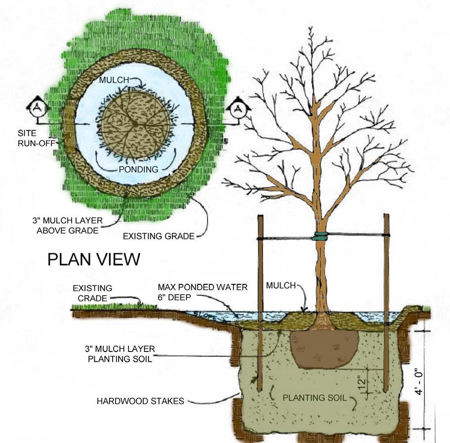 Stormwater management technique that intercepts runoff and provides shallow ponding in a