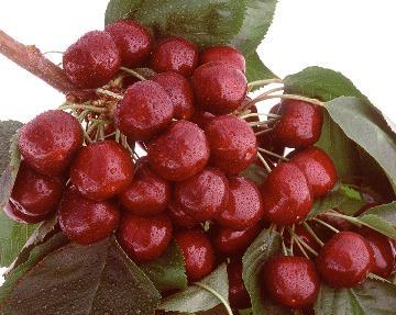 Phosphorus effects on sweet cherry Fertigated P (20g