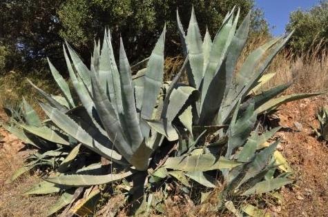 agave a succulent plant found growing in Arizona The root of the plant can be roasted