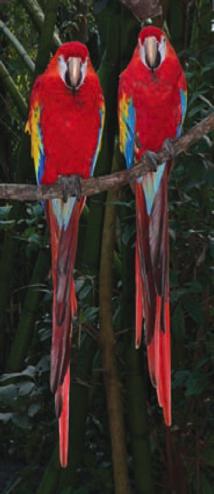 macaw feathers feathers from a type of parrot brought from Mexico Feathers were used by the