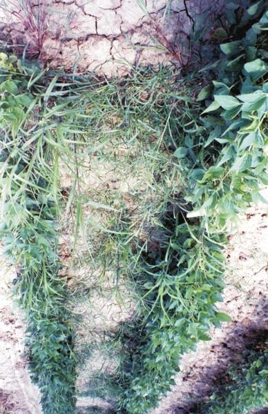 The Process of Controlling Weeds A weed is a plant growing where it is not wanted or an out-of-place plant.