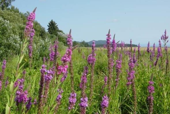 : identification and control of this wetland noxious weed Ben