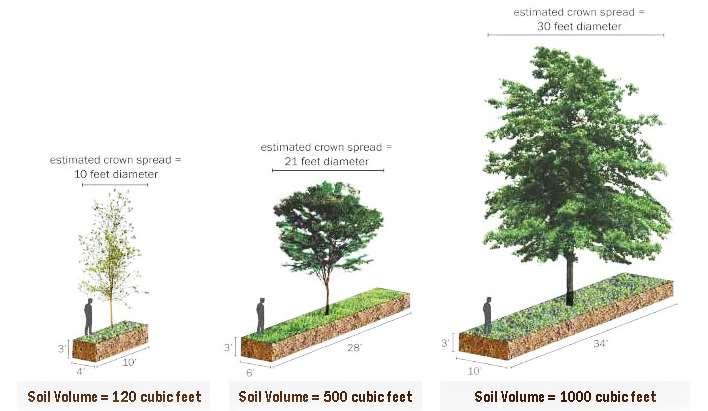 STREET TREES + URBAN FOREST Ensuring trees reach maturity and
