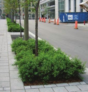 castlefield & caledonia design and decor district Street trees should be planted in continuous trenches to protect roots and allow for trees to grow to maturity.