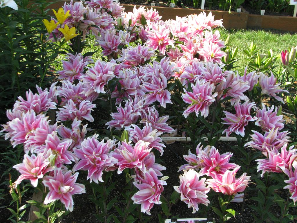 Planting and Care of Lilies (lilium) Thank you for your purchase from our annual lily festival and Parry s Tree and Lily Farm!