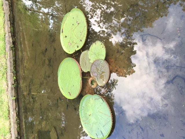 Victoria Water Lilies to the lower