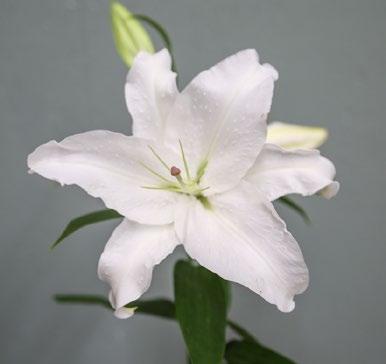 Oriental Lilies Rose Lily