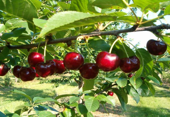 Tril 1: Mteril nd Method B) Scions 1. Sweet cherry cultivrs Germersdorfi 3, Lind, Ktlin 2.