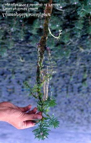 Mehrhoff, 1999) in NZ 75% of aquatic invasive plants are of horticultural origin